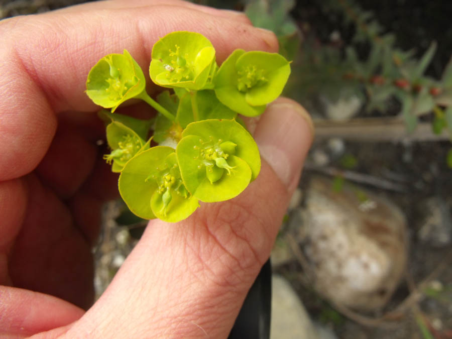 Euforbia maremmana da id - Euphorbia cfr. nicaeensis